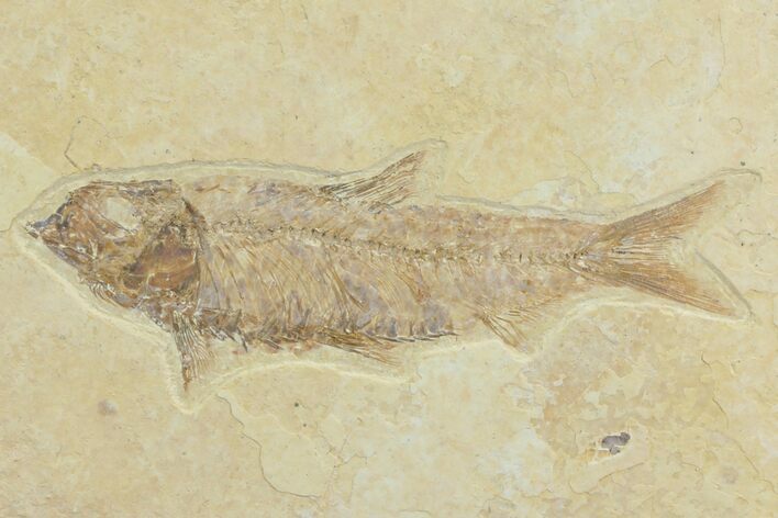 Detailed, Knightia Fossil Fish - Wyoming #78304